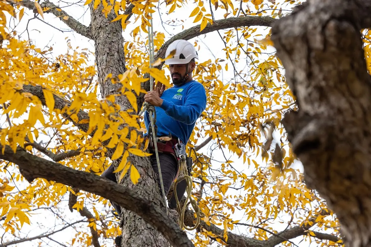 Skilled Tree Trimming crew working in La Grange